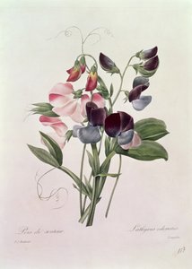 Sladký hrášek (Lathyrus odoratur) vyrytý Langloisem, z „Výběr nejkrásnějších květin“, 1827-33